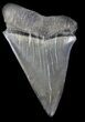 Giant, Fossil Mako Shark Tooth - South Carolina #36732-1